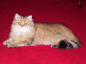 猫, チンチラ・ゴールデン, 来夢