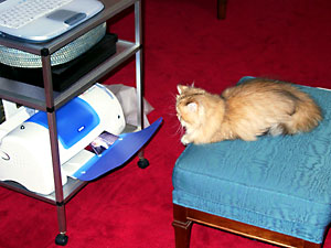 猫, チンチラ・ゴールデン, 来夢