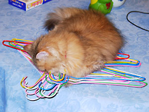 猫, チンチラ・ゴールデン, 来夢