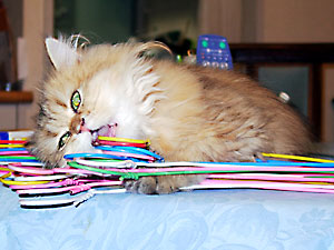 猫, チンチラ・ゴールデン, 来夢