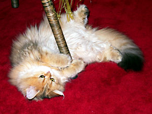 猫, チンチラ・ゴールデン, 来夢