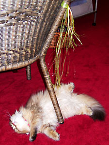 猫, チンチラ・ゴールデン, 来夢