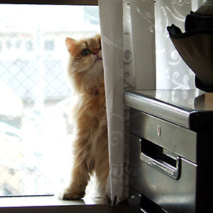 猫, チンチラ・ゴールデン, 来夢