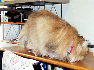 猫, チンチラ・ゴールデン, 来夢