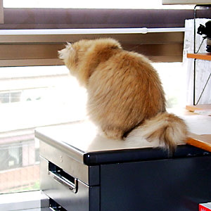 猫, チンチラ・ゴールデン, 来夢