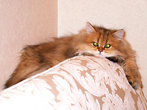 猫, チンチラ・ゴールデン, 来夢