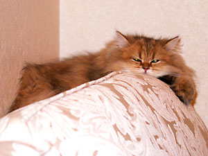 猫, チンチラ・ゴールデン, 来夢