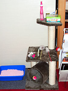 猫, チンチラ・ゴールデン, 来夢