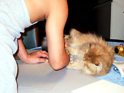 猫, チンチラ・ゴールデン, 来夢