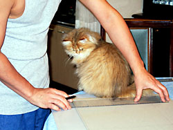 猫, チンチラ・ゴールデン, 来夢