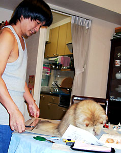 猫, チンチラ・ゴールデン, 来夢