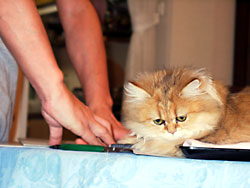 猫, チンチラ・ゴールデン, 来夢