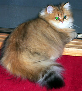 猫, チンチラ・ゴールデン, 来夢