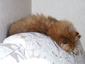 猫, チンチラ・ゴールデン, 来夢