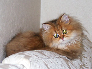 猫, チンチラ・ゴールデン, 来夢