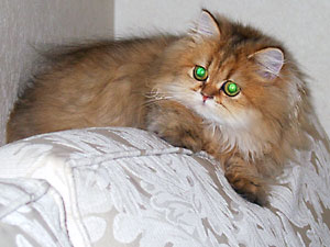 猫, チンチラ・ゴールデン, 来夢