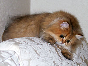 猫, チンチラ・ゴールデン, 来夢