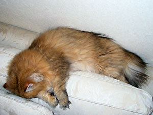 猫, チンチラ・ゴールデン, 来夢