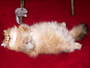 猫, チンチラ・ゴールデン, 来夢