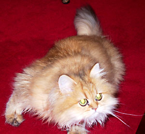 猫, チンチラ・ゴールデン, 来夢