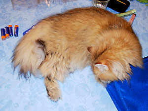 猫, チンチラ・ゴールデン, 来夢