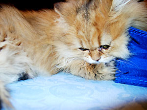 猫, チンチラ・ゴールデン, 来夢