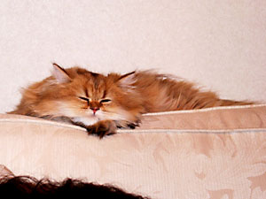 猫, チンチラ・ゴールデン, 来夢