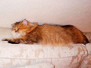 猫, チンチラ・ゴールデン, 来夢