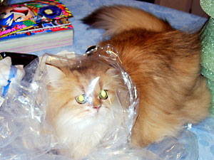 猫, チンチラ・ゴールデン, 来夢