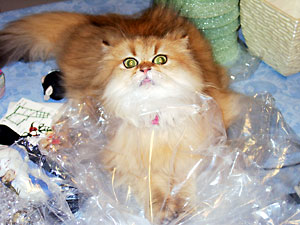 猫, チンチラ・ゴールデン, 来夢