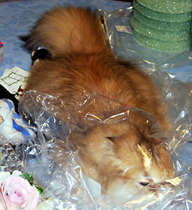 猫, チンチラ・ゴールデン, 来夢