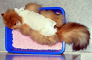 猫, チンチラ・ゴールデン, 来夢