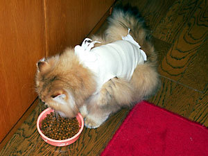 猫, チンチラ・ゴールデン, 来夢