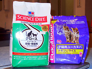 猫, チンチラ・ゴールデン, 来夢