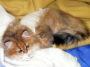 猫, チンチラ・ゴールデン, 来夢