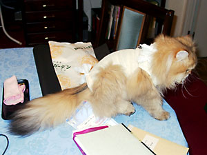 猫, チンチラ・ゴールデン, 来夢