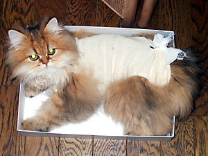 猫, チンチラ・ゴールデン, 来夢