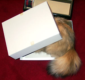 猫, チンチラ・ゴールデン, 来夢