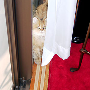 猫, チンチラ・ゴールデン, 来夢