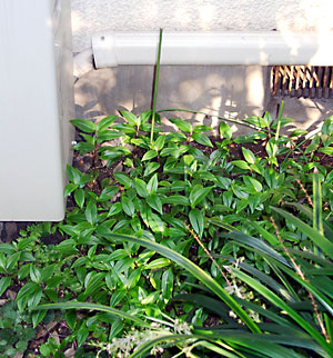 めいちゃんのお墓