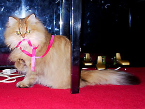 猫, チンチラ・ゴールデン, 来夢