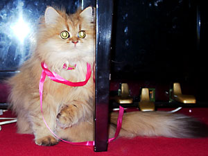 猫, チンチラ・ゴールデン, 来夢