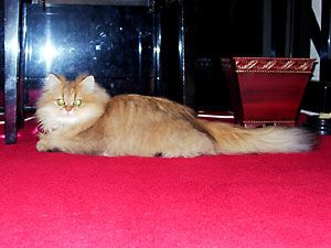 猫, チンチラ・ゴールデン, 来夢