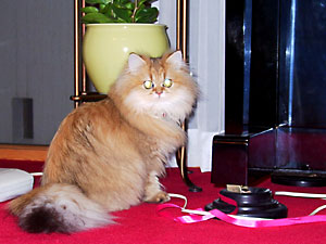 猫, チンチラ・ゴールデン, 来夢