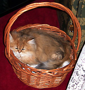 猫, チンチラ・ゴールデン, 来夢