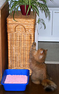 猫, チンチラ・ゴールデン, 来夢