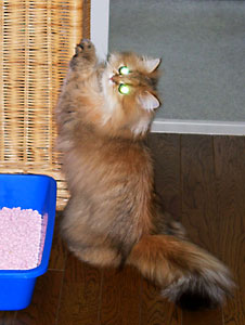 猫, チンチラ・ゴールデン, 来夢