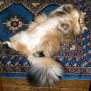 猫, チンチラ・ゴールデン, 来夢