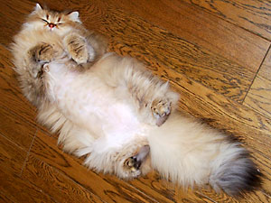 猫, チンチラ・ゴールデン, 来夢