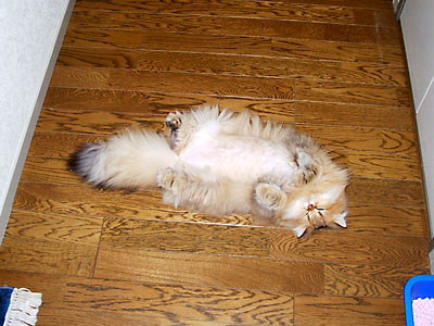 猫, チンチラ・ゴールデン, 来夢